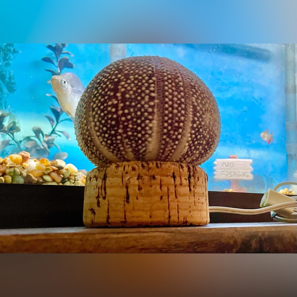 Unique Seashell Light Table Mantle Shelf Lamp Beachy Nightlight Ocean Shell - Picture 3 of 13